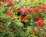 Rainbow Lorikeet 9Y682D-002